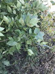 Fraxinus excelsior