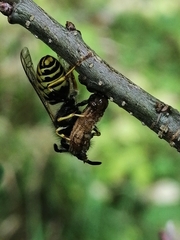 Vespinae