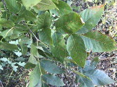 Fraxinus excelsior