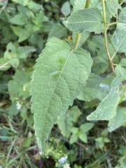 Heliopsis helianthoides