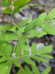 Graphocephala fennahi