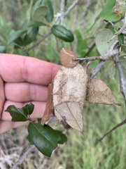 Antheraea polyphemus
