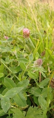 Trifolium pratense