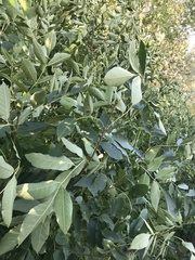 Fraxinus excelsior