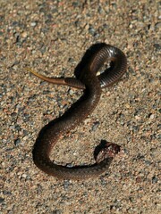Vipera berus