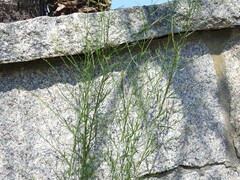 Lactuca virosa