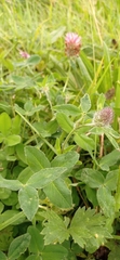 Trifolium pratense