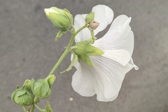 Alcea rosea
