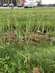 Phragmites australis australis