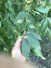 Fraxinus excelsior