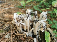 Monotropa uniflora