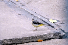 Motacilla cinerea