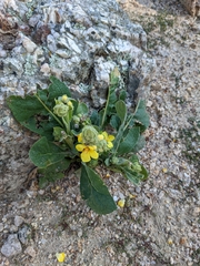 Verbascum
