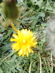 Taraxacum officinale