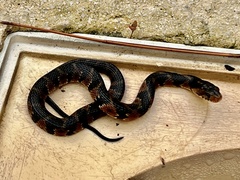 Nerodia fasciata