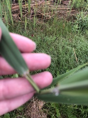 Phragmites australis australis