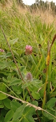 Trifolium pratense