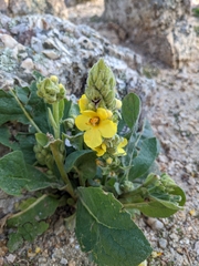 Verbascum