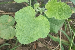 Alcea rosea