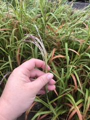 Miscanthus