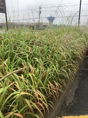 Miscanthus
