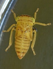 Anteon