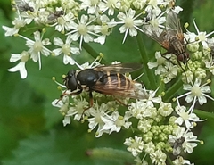 Sericomyia silentis