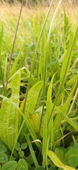 Plantago lanceolata