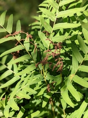 Osmunda spectabilis