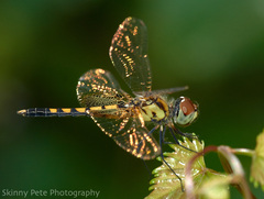 Celithemis amanda