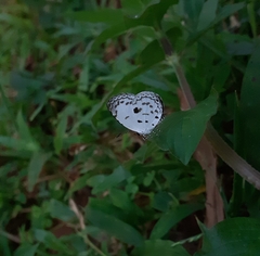 Neopithecops zalmora