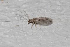 Micromus variegatus