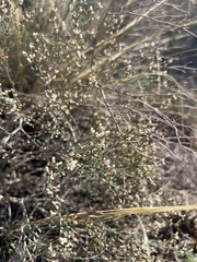 Eriogonum microtheca