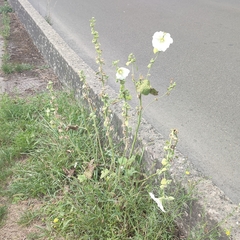 Alcea rosea