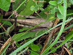 Oedipodinae