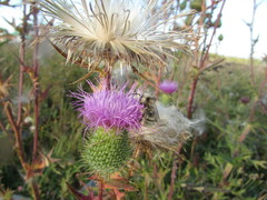 Bombus veteranus