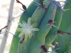 Myrtillocactus geometrizans