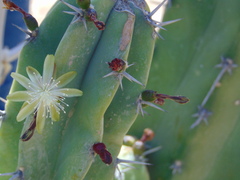 Myrtillocactus geometrizans