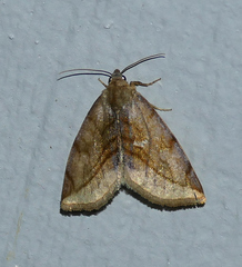 Plagiomimicus ochoa