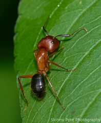Camponotus floridanus