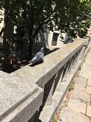 Columba livia domestica