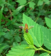 Episyrphus viridaureus