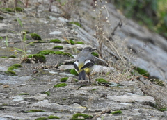 Motacilla cinerea