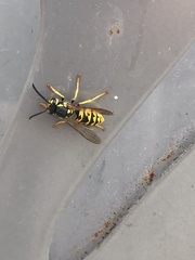 Vespula germanica