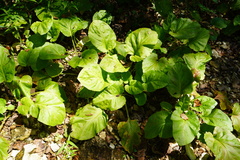 Plantago cordata