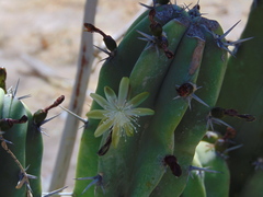 Myrtillocactus geometrizans