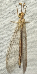 Macronemurus appendiculatus