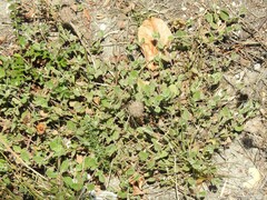 Cistus salviifolius