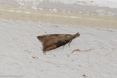 Hypena humuli