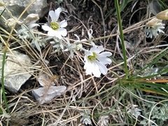 Cerastium tomentosum